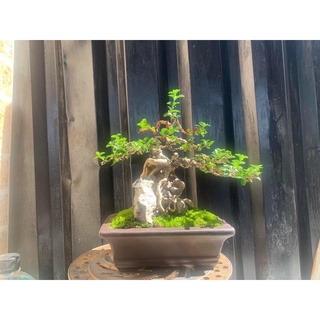 Đá ghép cây bonsai mini,trang trí bể cá cảnh (1kg)