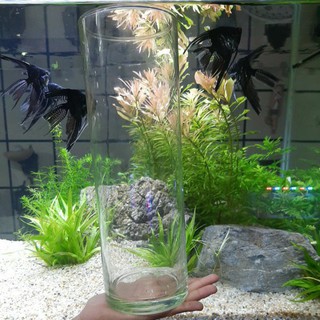 bể cá , bể trồng cây ,bể trang trí kích thước cao 30 rộng 10cm