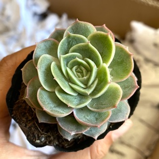 SEN ĐÁ NGỌC BÍCH - LOLA XANH 3-6cm