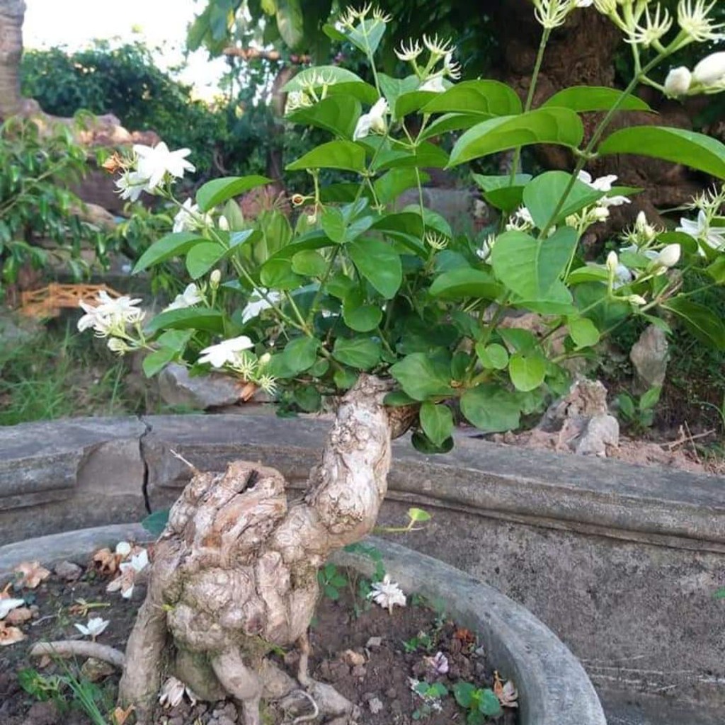 Phôi hoa nhài cổ Bonsai Đẹp - Độc - Lạ