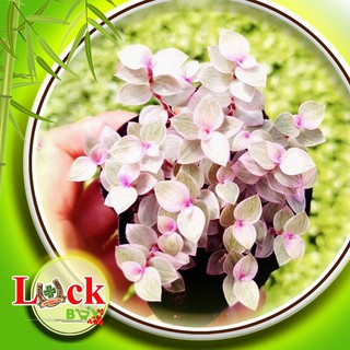 3 Cây Pink Lady ‘Violet’