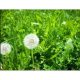 Hạt giống Bồ công anh -30 hạt