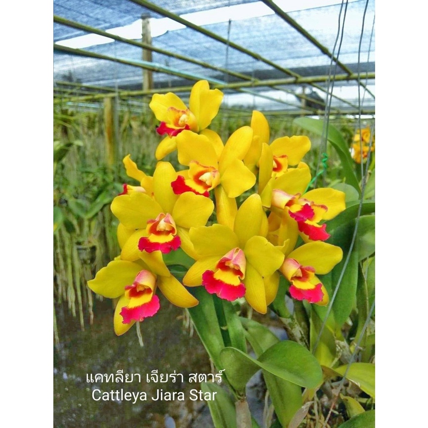 Hoa Lan Cattleya- JIARA STAR