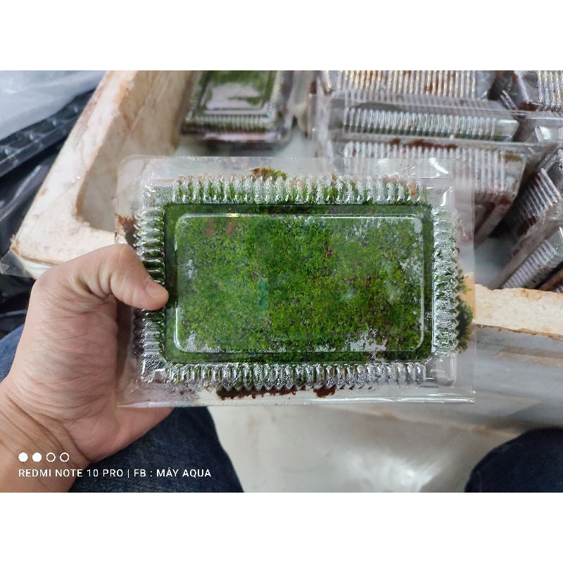 Rêu mini fiss lá nước 1 hộp 5 tấc 5 lớp- Rêu mini fiss trả nền bể thủy sinh