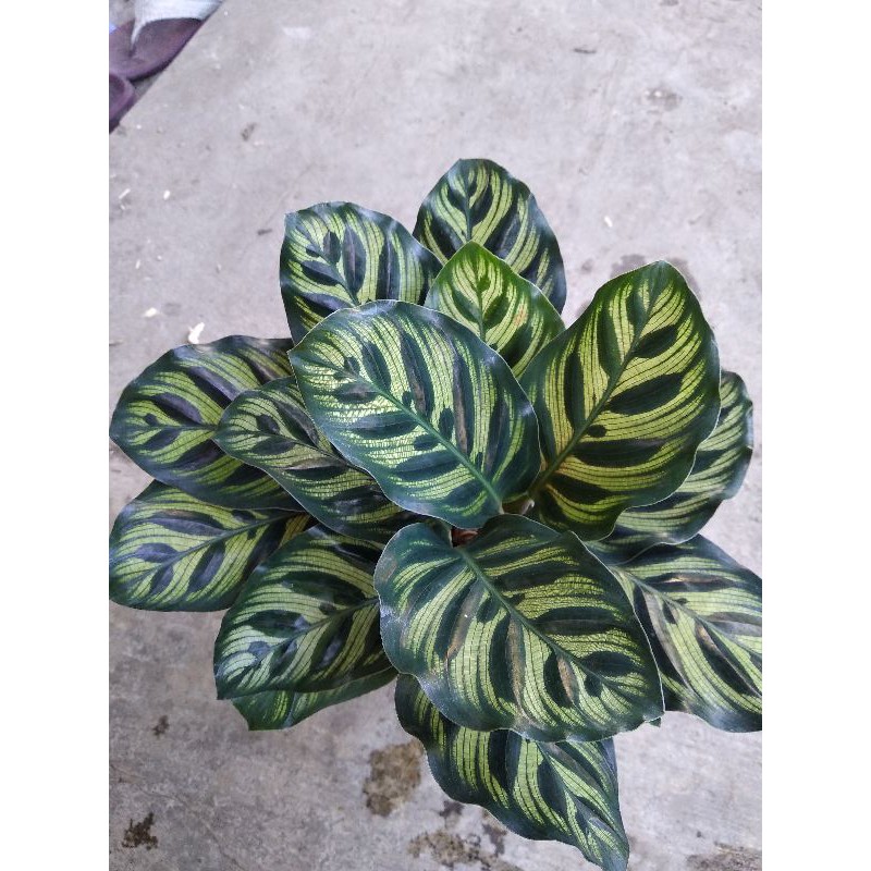 đuôi công xanh nâu Calathea makoyana