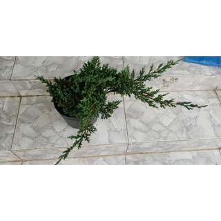 Cây Ngoạ Tùng (tùng xà)- tặng kèm phân bón