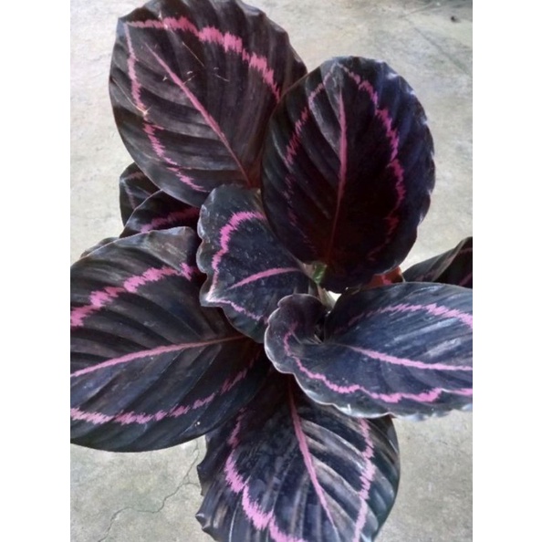 Cây đuôi công tím