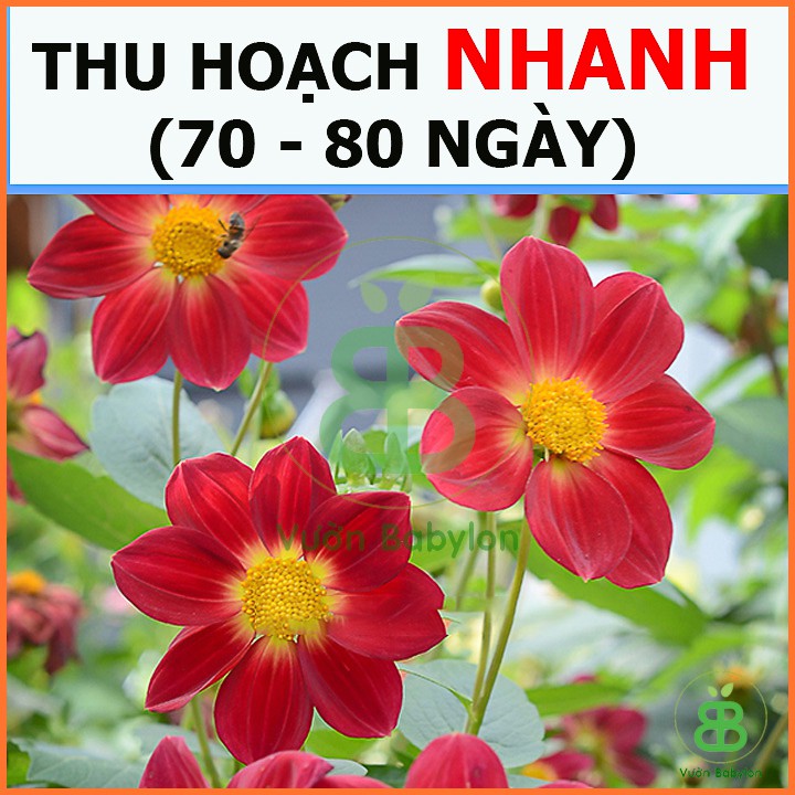 Hạt Giống Hoa Thược Dược Đỏ Cánh Đơn Siêu Hoa