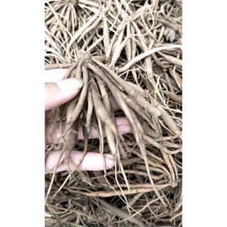 1kg rễ cây nổ-sâm tanh tách- sâm nam thu hoạch tự nhiên