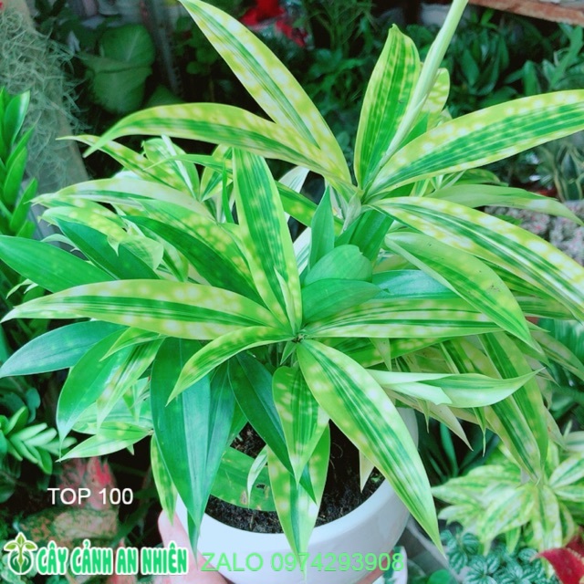 Chậu Cây Trúc Nữ Hoàng (trúc nhật)