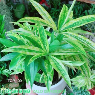Chậu Cây Trúc Nữ Hoàng (trúc nhật)