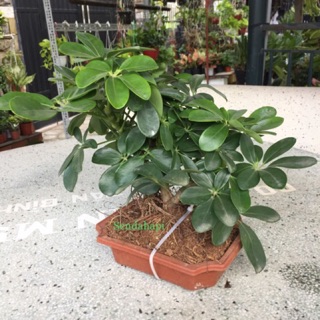 Cây ngũ gia bì bonsai