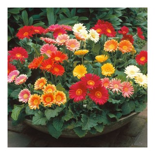Hạt giống Hoa Đồng tiền mix màu gói 1gr