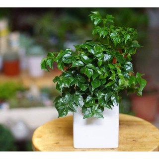Cây Hạnh Phúc Chùm