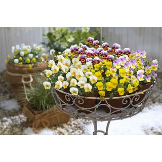 Hạt giống hoa bướm viola nhiều màu