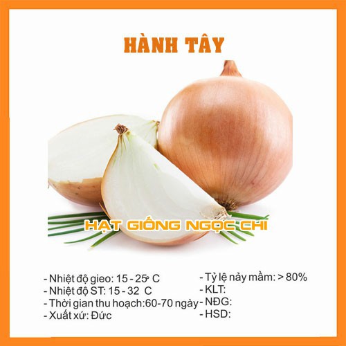 Hạt Giống Củ Hành Tây (Hạt Giống Ngọc Chi) - 2Gr