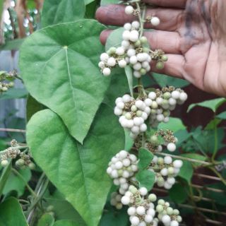 [Mua 2 tặng 1] GÓI 50 HẠT GIỐNG SƯƠNG SÂM LÔNG