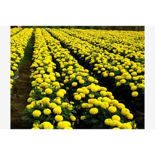 [Gói 50 Hạt] Hạt Giống Hoa Vạn Thọ Mỹ (tặng kèm phân)