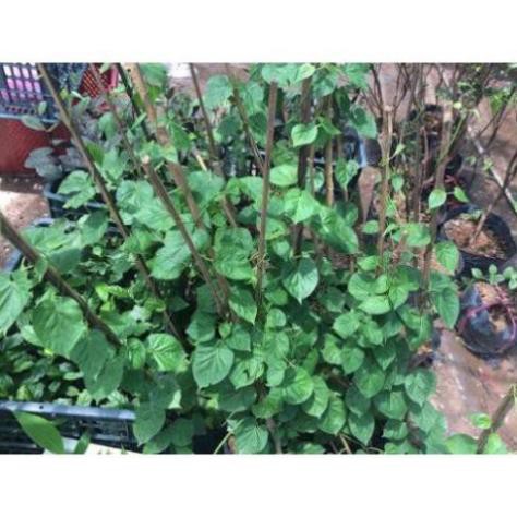 Cây hoa thiên lý- cây giống gửi đi nguyên bầu + Tặng 02 cây nhót ngọt