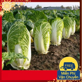 Hạt Giống Cải Thảo