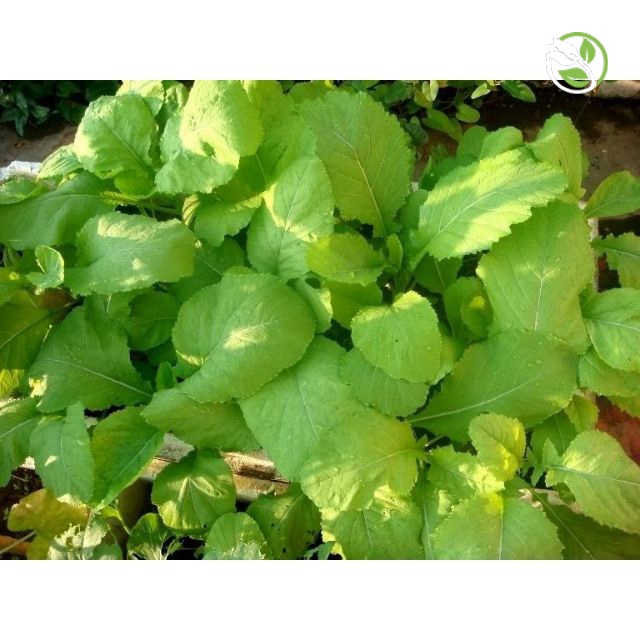 Hạt Giống Cải Bẹ Xanh Mỡ Cao Sản Phú Nông - Gói 20g-50g - Leaf Mustard