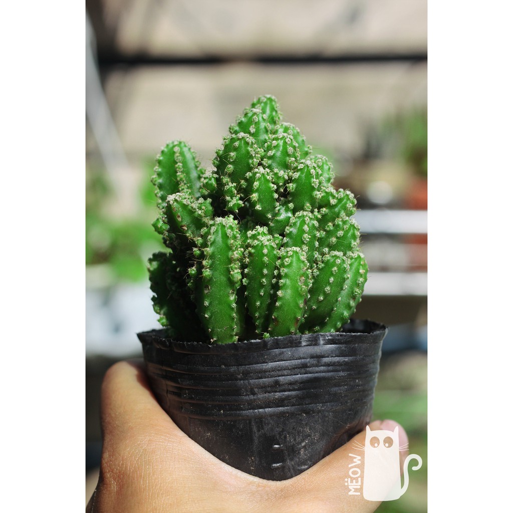 Xương rồng thanh sơn nhỏ | Fairy Castle cactus