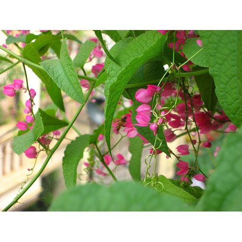 HẠT GIỐNG HOA TIGON HỒNG - 1 gói