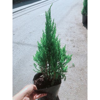 Cây Tùng Cao 40cm (tính cả bầu)