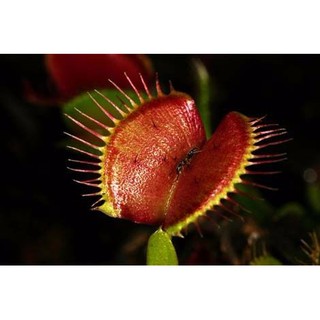 HẠT GIỐNG CÂY BẪY CẶP