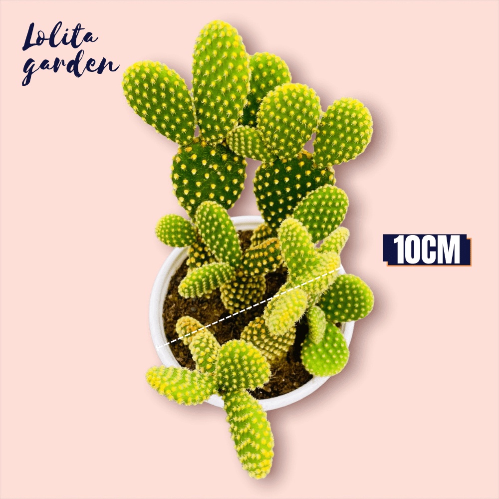 Xương rồng tai thỏ Đà Lạt size trung bình cây cảnh trang trí nhà cửa Lolita garden