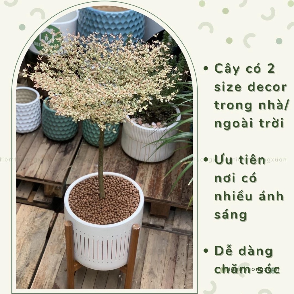 Cây bàng nhật - Cây cảnh trang trí văn phòng, nhà cửa đời sống