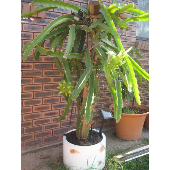 Cây thanh long ruột đỏ sai trái dễ trồng