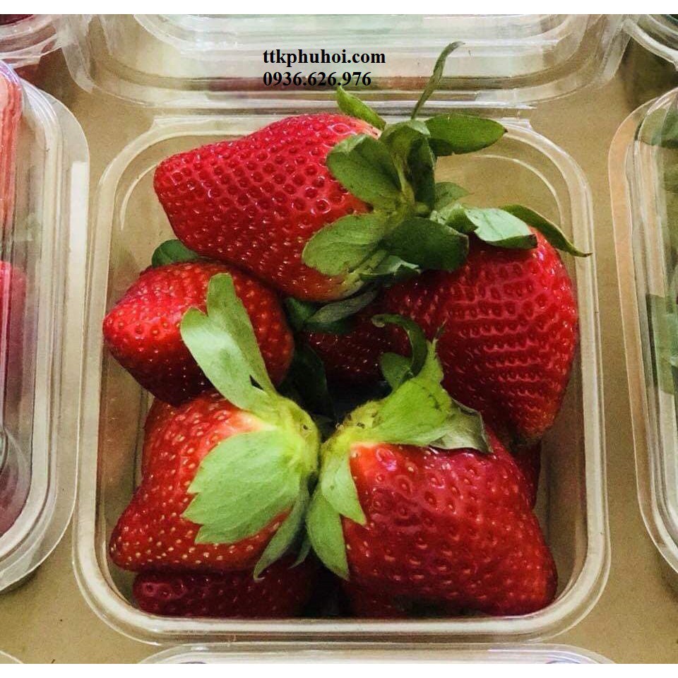 100 hộp nhựa đựng trái cây 250g- 300g P250A | BigBuy360 - bigbuy360.vn