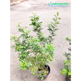 Cây nguyệt quế thái siêu bông cực thơm
