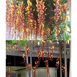 Cây hoa leo móng cọp(1 bầu)
