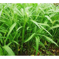 Hạt giống Rau Muống 100gram