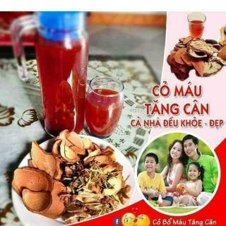 CÂY CỎ MÁU-CỎ BÉO