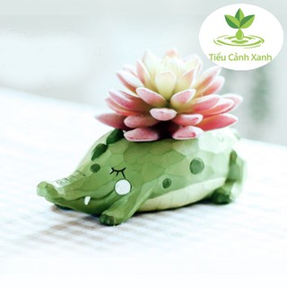 Chậu cây Cá Sấu Xanh Dễ thương