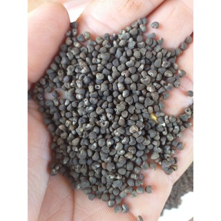 hạt giống sâm bố chính