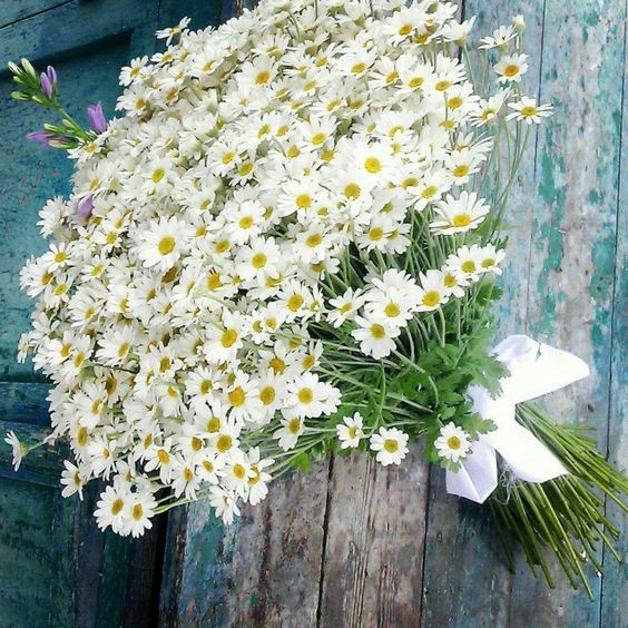 HẠT GIỐNG CÚC HỌA MI Painted Daisy, 50 Seeds, Beautiful Mulit Colours Blooms.