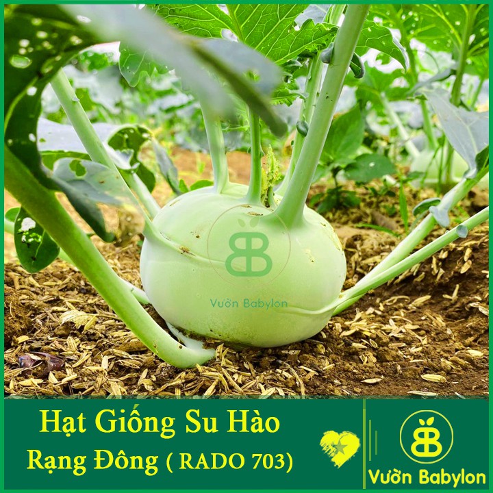 Hạt Giống Su Hào Xanh 0,5G Dễ Trồng