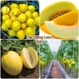 HẠT GIỐNG DƯA LÊ KIM HOÀNG HẬU - Quả To Tròn, Siêu Ngọt.