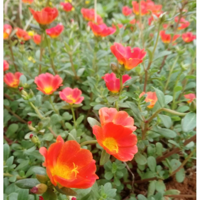 1kg 10 giờ sam vàng, cam, đỏ