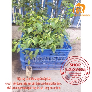 combo 5 cây mai anh đào cây con [ cây giống ]