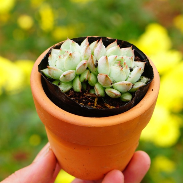 Combo 1 sen đá nhỏ 6cm + 1 chậu đất nung 7cm GLASS GARDEN, Giá rẻ, Lựa ngẫu nhiên, Bao khỏe, Lỗi 1 đổi 1