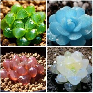 giống Sen Đá Kim Cương Mix nhiều màu