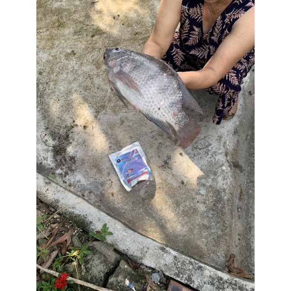 Mồi Câu cá Rô phi diêu hồng -trê