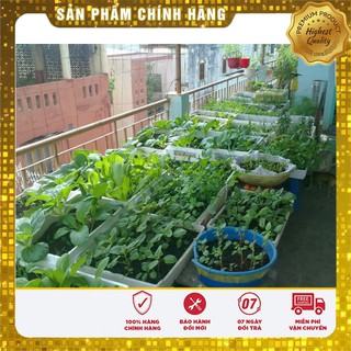 Bộ gói hạt giống Cải cúc Tẻ