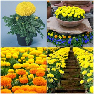 Hạt Giống Cúc Vạn Thọ Mỹ F1