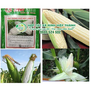Sale off Hạt giống ngô nếp cực đẹp.